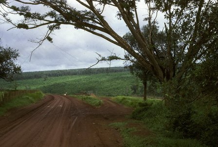 JHoganQuan_Loi_road