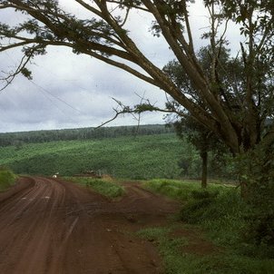 link to slide image