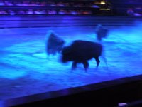"Dixie Stampede" L. Higa Photo